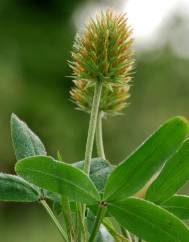 Trifolium squarrosum