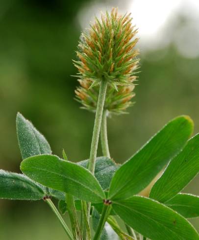 Fotografia de capa Trifolium squarrosum - do Jardim Botânico