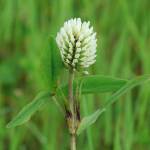 Fotografia 4 da espécie Trifolium squarrosum do Jardim Botânico UTAD