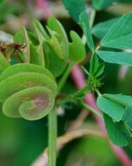 Fotografia da espécie Medicago orbicularis