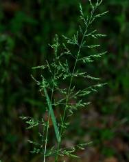 Fotografia da espécie Poa trivialis subesp. sylvicola