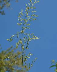 Fotografia da espécie Poa trivialis subesp. trivialis