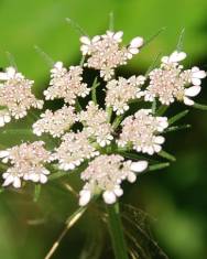 Fotografia da espécie Tordylium maximum