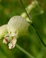 Fotografia da espécie Silene vulgaris subesp. vulgaris