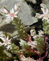 Fotografia da espécie Sedum rubens