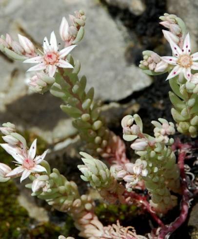 Fotografia de capa Sedum rubens - do Jardim Botânico