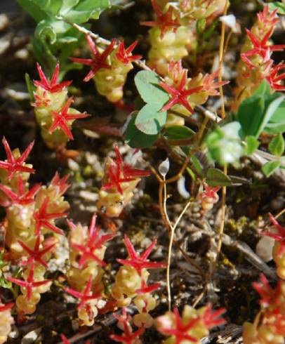 Fotografia de capa Sedum caespitosum - do Jardim Botânico