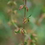 Fotografia 1 da espécie Rumex pulcher subesp. pulcher do Jardim Botânico UTAD