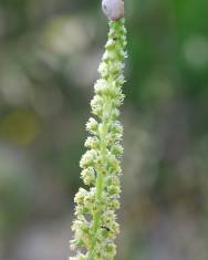 Fotografia da espécie Reseda lutea subesp. lutea