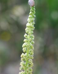 Reseda lutea subesp. lutea