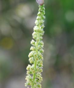 Fotografia da espécie Reseda lutea