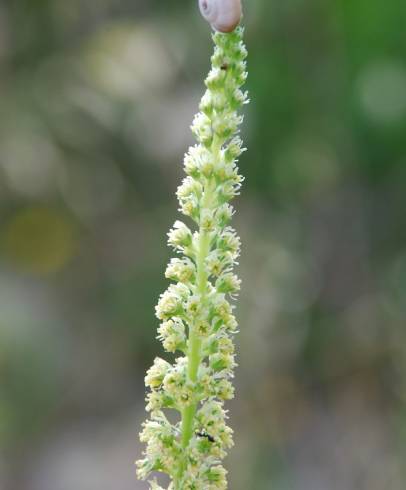 Fotografia de capa Reseda lutea subesp. lutea - do Jardim Botânico