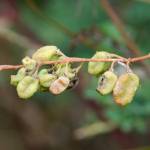 Fotografia 16 da espécie Reseda lutea subesp. lutea do Jardim Botânico UTAD