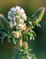 Reseda alba subesp. alba