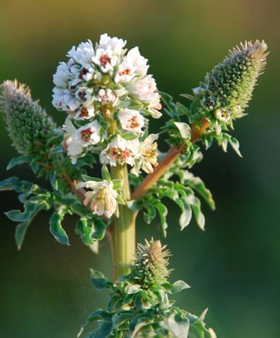 Fotografia de capa Reseda alba subesp. alba - do Jardim Botânico