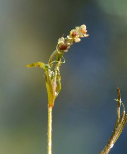 Fotografia de capa Potamogeton pusillus - do Jardim Botânico