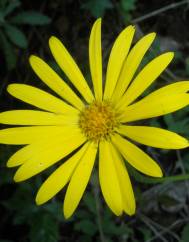 Doronicum carpetanum