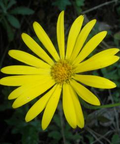 Fotografia da espécie Doronicum carpetanum