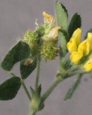 Fotografia da espécie Medicago italica