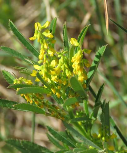 Fotografia de capa Melilotus sulcatus - do Jardim Botânico