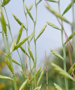 Fotografia da espécie Micropyrum patens