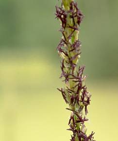 Fotografia da espécie Molinia caerulea