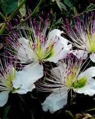 Fotografia da espécie Capparis spinosa subesp. spinosa