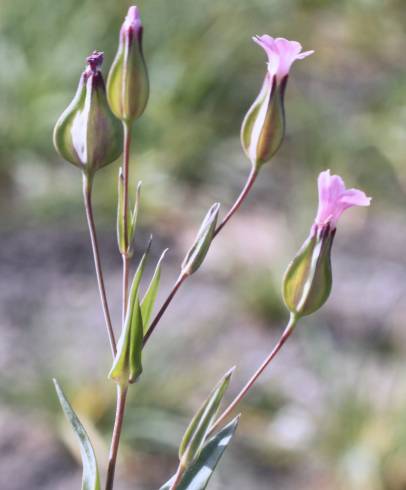 Fotografia de capa Vaccaria hispanica - do Jardim Botânico