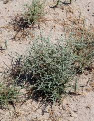 Tanacetum microphyllum