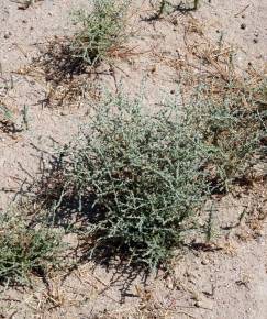 Fotografia da espécie Tanacetum microphyllum