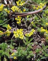 Fotografia da espécie Alyssum minutum