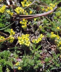 Fotografia da espécie Alyssum minutum