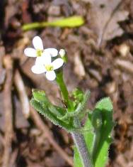 Fotografia da espécie Arabis stenocarpa