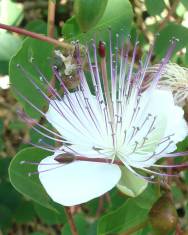 Fotografia da espécie Capparis spinosa subesp. rupestris