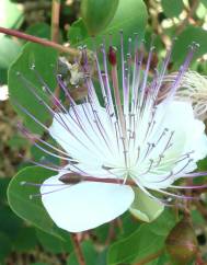 Capparis spinosa subesp. rupestris