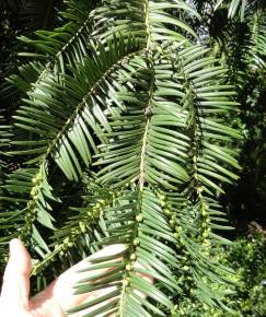 Fotografia da espécie Cephalotaxus harringtonii