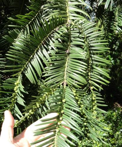 Fotografia de capa Cephalotaxus harringtonii - do Jardim Botânico