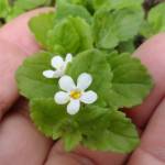 Fotografia 1 da espécie Chaenostoma cordatum do Jardim Botânico UTAD