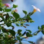 Fotografia 8 da espécie Chaenostoma cordatum do Jardim Botânico UTAD