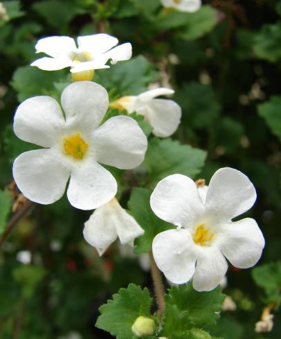 Fotografia de capa Chaenostoma cordatum - do Jardim Botânico