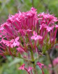 Centranthus ruber