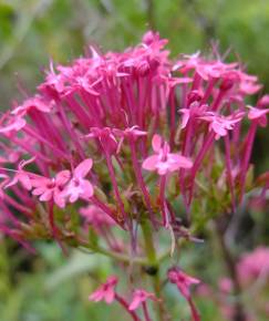 Fotografia da espécie Centranthus ruber