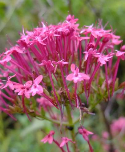 Fotografia de capa Centranthus ruber - do Jardim Botânico