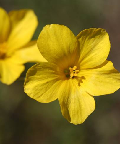 Fotografia de capa Linum maritimum - do Jardim Botânico