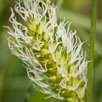 Fotografia 11 da espécie Carex vesicaria do Jardim Botânico UTAD