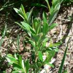 Fotografia 7 da espécie Salix repens do Jardim Botânico UTAD