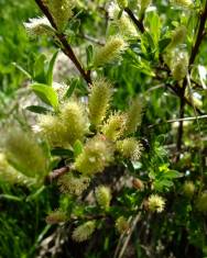 Fotografia da espécie Salix repens