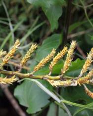 Fotografia da espécie Salix viminalis