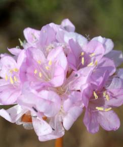 Fotografia da espécie Armeria pungens