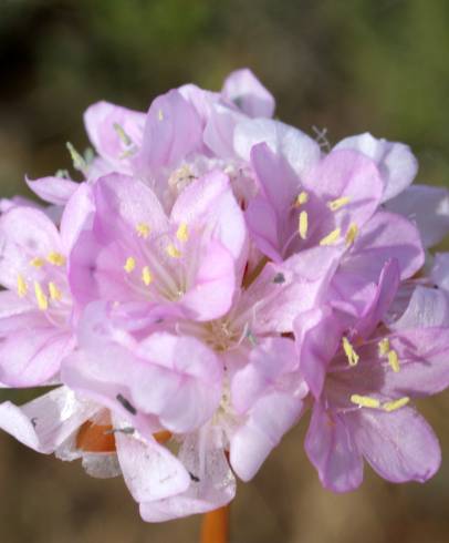 Fotografia de capa Armeria pungens - do Jardim Botânico